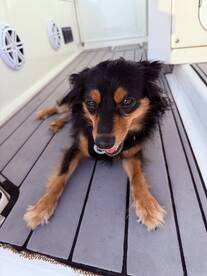 A cute dog relaxes on the deck of a boat, showcasing the pet-friendly atmosphere perfect for boating adventures.