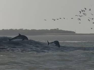 Two dolphins leap gracefully from the waves, showcasing their playful nature in the ocean, with birds flying overhead — a stunning display of wildlife in their natural habitat.