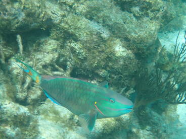 A vibrant parrotfish swims gracefully through the coral reef, showcasing its stunning colors and intricate patterns — a beautiful sight in underwater ecosystems.