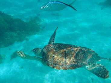 A stunning underwater shot of a turtle swimming gracefully through crystal-clear waters, showcasing the beauty of marine wildlife.