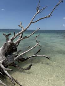 A scenic view of a weathered tree branch extending over clear waters, capturing the tranquil beauty of a coastal landscape.