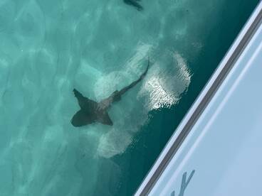A stunning underwater view of a shark swimming gracefully in crystal-clear waters, showcasing the beauty of marine wildlife.