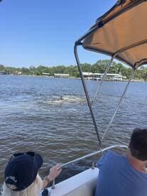 A thrilling moment as guests on a boat observe dolphins swimming nearby, showcasing the beauty of wildlife encounters on the water.