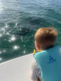 A young child observes marine life from the boat, showcasing a thrilling wildlife encounter on the water.