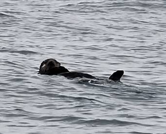 A playful otter floats gracefully in the water, showcasing the beauty of marine wildlife in its natural habitat.