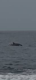 A dolphin gracefully swims through the ocean, showcasing the beauty of marine wildlife in its natural habitat.