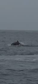 A dolphin gracefully breaches the surface of the ocean, showcasing the beauty of marine wildlife during a boat tour.