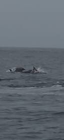 A captivating sight of dolphins swimming in the open ocean, showcasing the beauty of marine wildlife in their natural habitat.