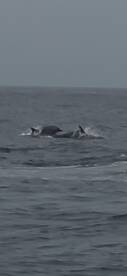 A captivating moment capturing dolphins swimming in the open ocean, showcasing the beauty of marine wildlife.