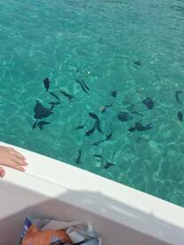 A child's hand reaches over the side of a boat, observing a school of fish swimming in the clear turquoise waters — a delightful moment of wildlife interaction.