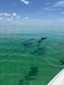 A serene view of dolphins swimming gracefully in crystal-clear waters, showcasing the beauty of marine wildlife in their natural habitat.