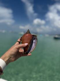 A close-up of a hand holding a beautiful shell against a backdrop of clear turquoise waters, showcasing the natural beauty of marine life.