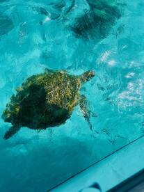A beautiful sea turtle glides through crystal-clear waters, showcasing the vibrant marine life that can be encountered while boating.