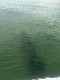 A mysterious underwater glimpse of a shark swimming in clear waters, showcasing the beauty of marine wildlife.