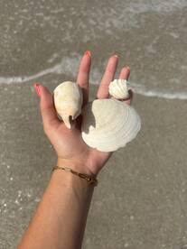 A hand holding various seashells against a sandy background, capturing a moment of beachcombing.