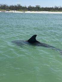 A dolphin gracefully swims in clear waters, showcasing the beauty of marine wildlife in its natural habitat.