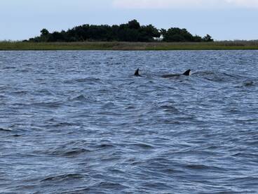 A serene view of dolphins swimming in calm waters, showcasing the beauty of marine wildlife in their natural habitat.