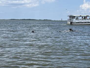 Dolphins swim gracefully near a boat, showcasing the beauty of marine wildlife encounters in their natural habitat.