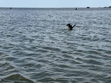 A bird is seen swimming in the water with boats in the background, showcasing a lively wildlife scene on the water.