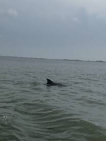 A dolphin gracefully swims through the waters, showcasing the beauty of marine wildlife in its natural habitat.