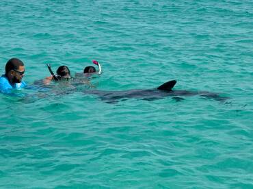 Snorkelers interact with a dolphin in crystal-clear waters, showcasing an unforgettable wildlife experience in the ocean.