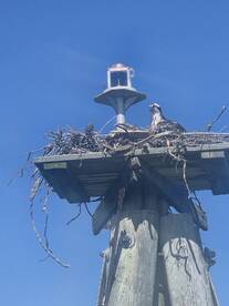 An osprey perched on its nest atop a wooden pole, showcasing the beauty of wildlife in its natural habitat against a clear blue sky.