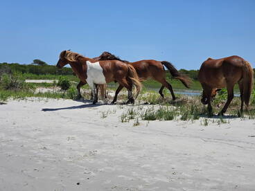 A group of wild horses strolls along the beach, showcasing the beauty of nature and wildlife in a serene coastal setting.
