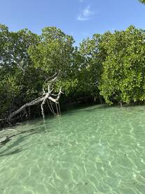 A serene view of mangroves reflected in clear waters, showcasing the natural beauty of the coastal ecosystem.