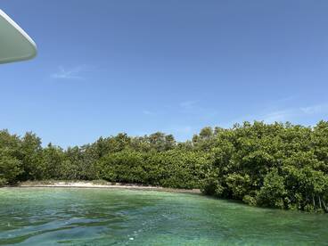 A serene view of a mangrove coastline under a clear blue sky, showcasing the natural beauty of the waterway — perfect for eco tours and nature exploration.