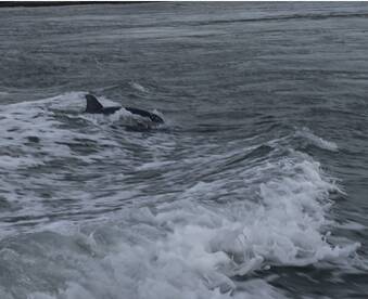 A dolphin gracefully swims through the waves, showcasing the beauty of marine wildlife in its natural habitat.