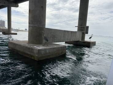 A serene scene featuring herons standing near a pier, showcasing the beauty of wildlife in coastal environments.