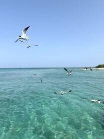 A stunning capture of seagulls flying over crystal-clear waters, showcasing the beauty of coastal wildlife in a serene ocean setting.