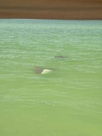 A serene view of stingrays swimming gracefully in clear waters, showcasing the beauty of marine wildlife encounters.