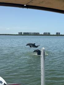 Two dolphins leap joyfully out of the water, showcasing their playful nature in a beautiful aquatic setting.
