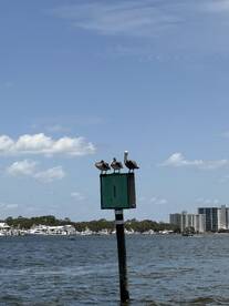 Three pelicans perched on a marker in the water, showcasing the local wildlife in a serene coastal setting.