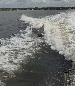 Two dolphins playfully swim alongside a boat, creating a captivating wildlife moment on the water.