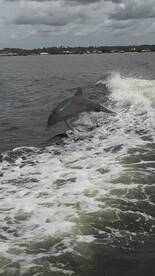 A stunning capture of a dolphin leaping out of the water, showcasing the beauty of marine wildlife in its natural habitat.