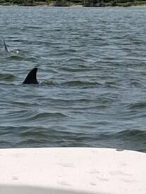 A close-up view of a shark fin breaking the surface of the water, showcasing the thrill of wildlife encounters while boating.