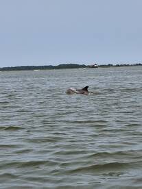 A dolphin gracefully swims through the water, showcasing the beauty of marine wildlife in its natural habitat.