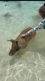 A child interacts with a friendly pig while swimming in shallow waters, showcasing a unique wildlife experience in the Bahamas.