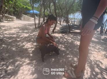 A woman interacts with a friendly pig on the beach, showcasing a unique wildlife experience in a tropical setting.