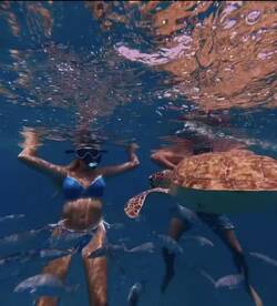 Snorkelers interact with a sea turtle while surrounded by fish in crystal-clear waters — a memorable wildlife experience in the ocean.