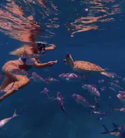 A snorkeler interacts with a sea turtle while surrounded by colorful fish in crystal-clear waters — a captivating wildlife encounter perfect for ocean lovers.