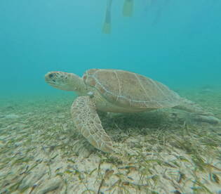 A close-up view of a sea turtle gracefully swimming through the clear waters, showcasing the beauty of marine wildlife in its natural habitat.