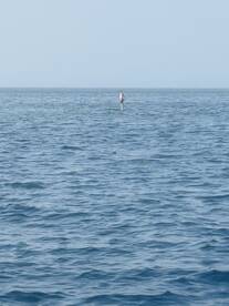 A person paddleboards across calm waters, showcasing the thrill of water sports and outdoor adventures.