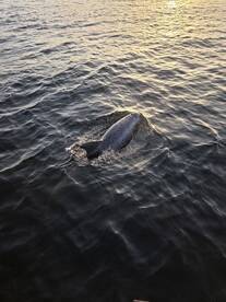A dolphin gracefully swims through the shimmering waters, showcasing the beauty of marine wildlife in its natural habitat.