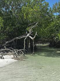 A serene view of mangrove trees and a sandy shoreline, capturing the natural beauty of a coastal environment.