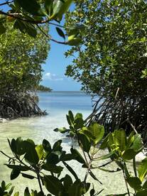 A serene view of a mangrove-lined coastline, showcasing the tranquil beauty of nature — perfect for eco tours and exploring hidden waterways.