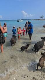A lively scene of children interacting with swimming pigs at a beach, showcasing a unique wildlife experience in the Bahamas.