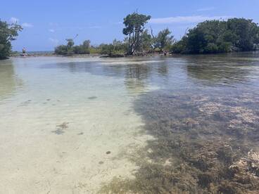 A scenic view of a shallow water area with vegetation and a person in the distance, showcasing the natural beauty of the coastline.